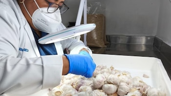Autoridades de Cuarentena frenan la entrada a Panamá de 1,097 insectos y plagas en puntos fronterizos