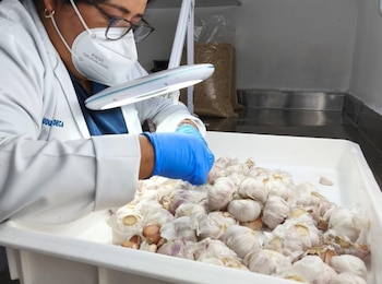 Los productos agrícolas de consumo masivo que entran al país son inspeccionados por personal de Cuarentena Agropecuaria. (Mida)