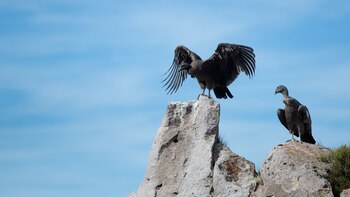 Se trata de una especie