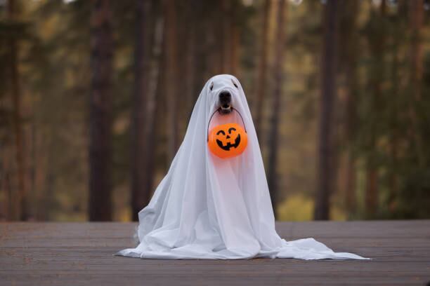 Imágenes y fotografías creativas inundan las redes con las mejores frases este Halloween. Foto: (iStock)