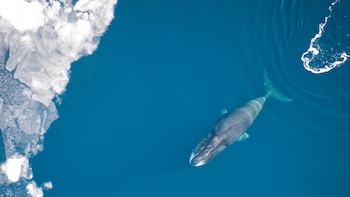 El punto clave de Groenlandia donde ver ballenas: una de las rutas migratorias de varias especies del mamífero se encuentra entre glaciares