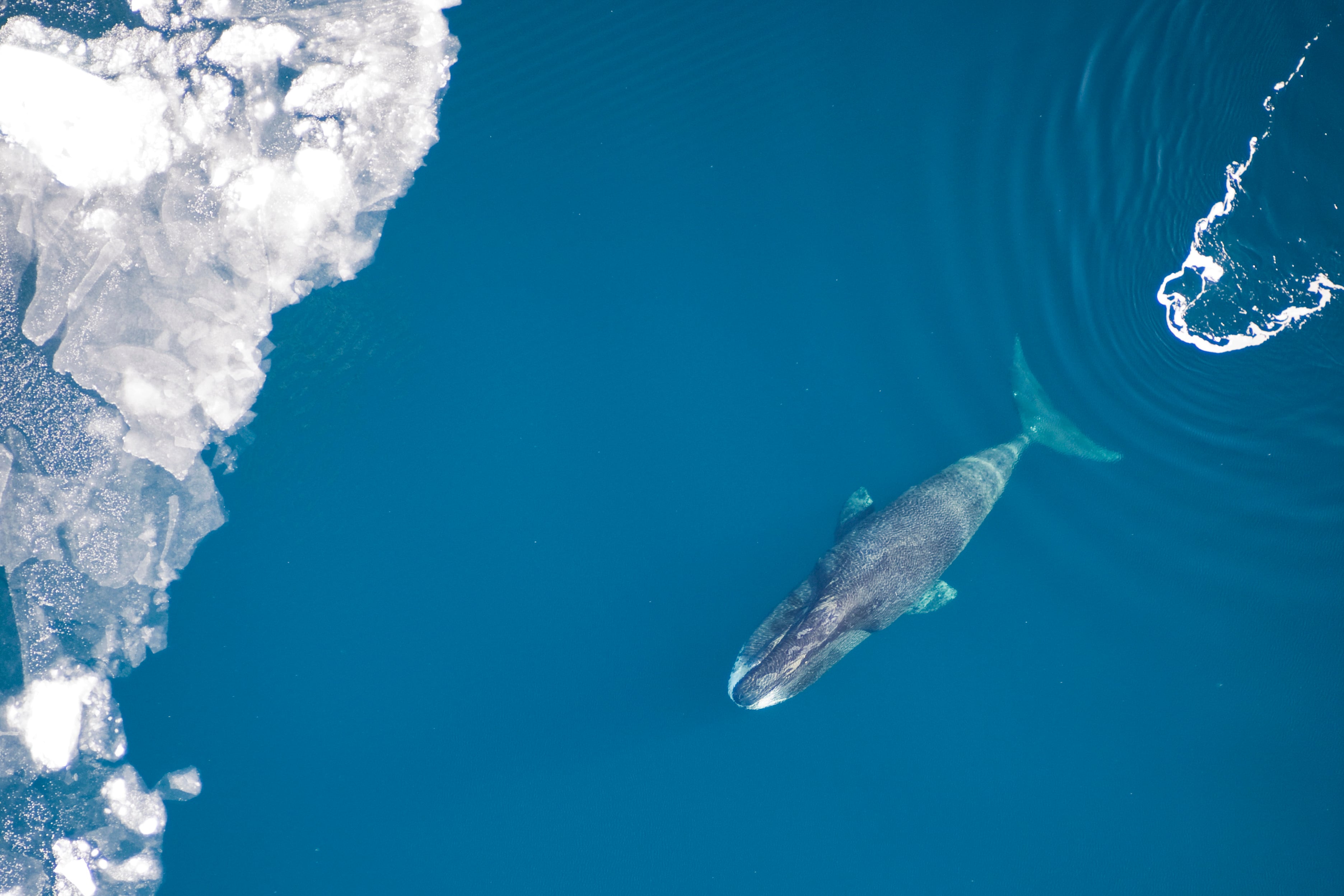 Una ballena boreal nada a través de aguas azules hacia el hielo (Wikiemedia Commons)