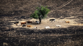 UPA exige una "acción política urgente" y más prevención ante el "drama" de los incendios forestales en España