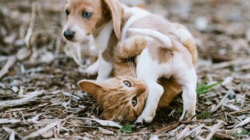 Cómo encontrar fácil en internet veterinarios y paseadores de mascotas en Latinoamérica