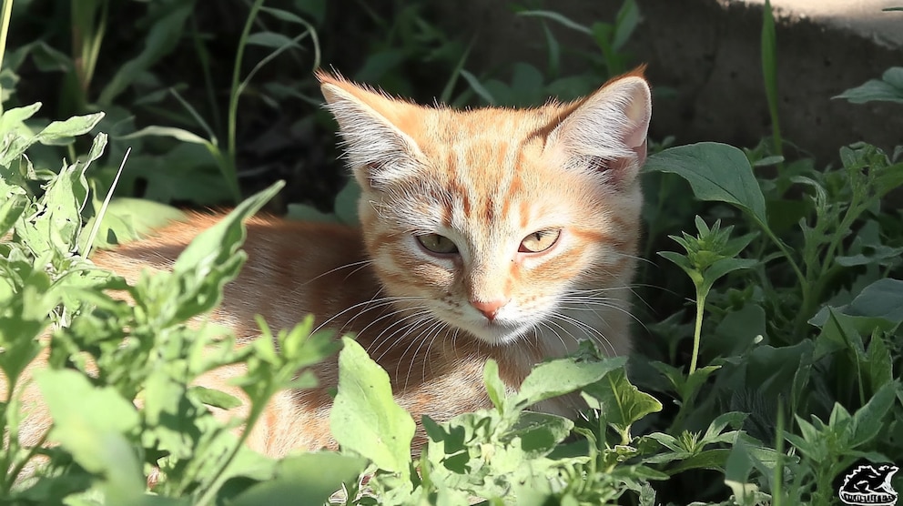El enigma del pelo de los gatos: la ciencia reveló por qué parecen veganos aunque son carnívoros El enigma del pelo de los gatos: la ciencia reveló por qué parecen veganos aunque son carnívoros
