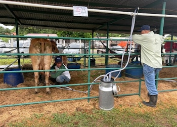 Producción de leche en una feria ganadera. (Cortesía)