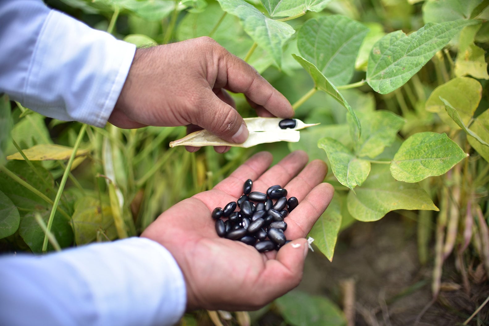 El Ministerio de Agricultura evalúa la activación de contingentes de frijol a la espera de los resultados de la segunda temporada. (Gobierno de Guatemala)