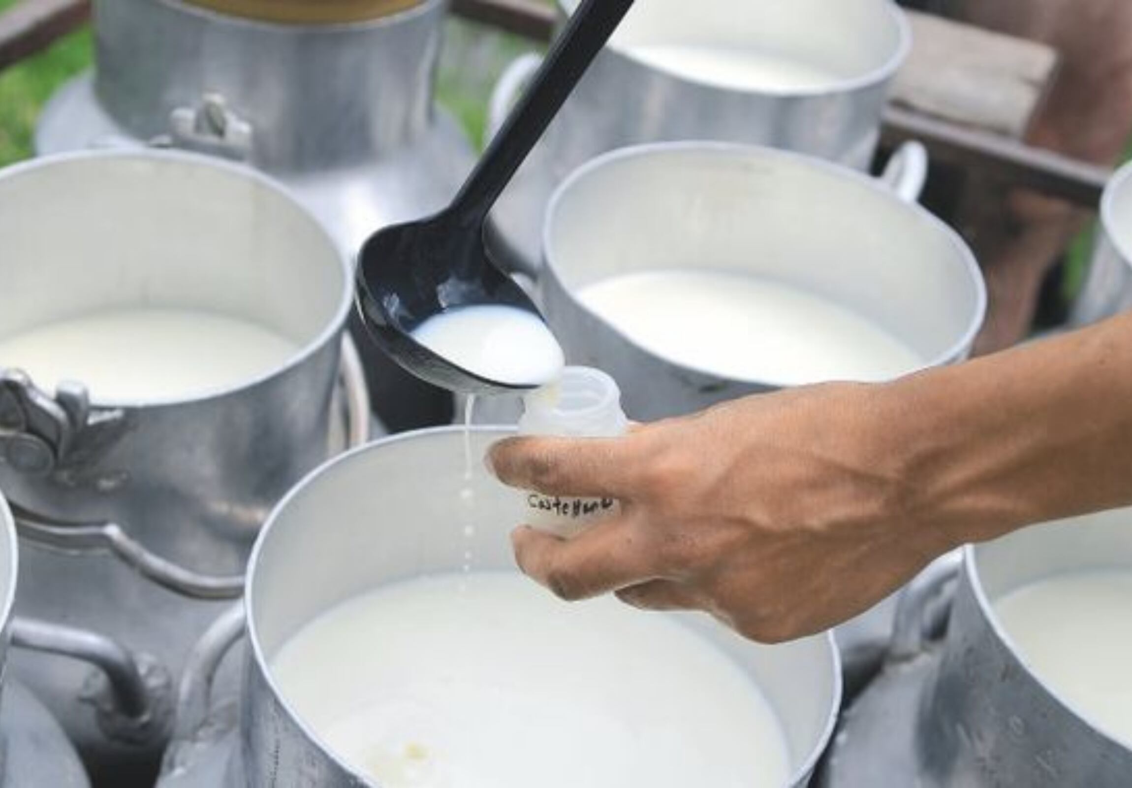 Las empresas compraron leche cruda más económica - crédito Colprensa