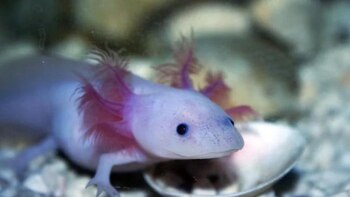 Por medio de la campaña