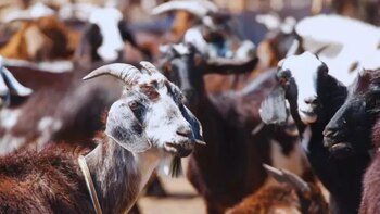 El engorde a corral caprino: