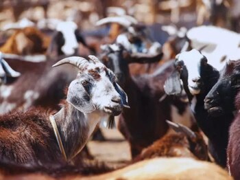 Engorde a corral caprino: una