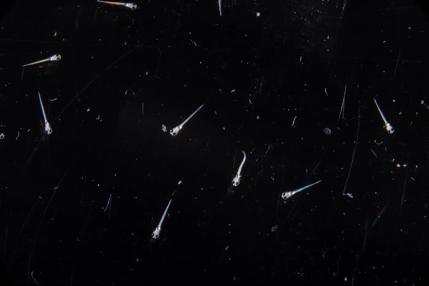 Científicos del Instituto Max Planck de Cibernética Biológica identificaron cuatro estados de sueño en peces cebra (MPI de Cibernética Biológica)