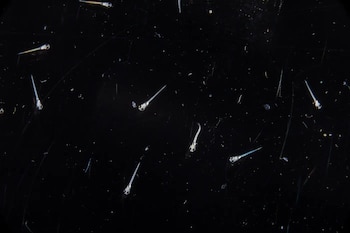 Científicos del Instituto Max Planck de Cibernética Biológica identificaron cuatro estados de sueño en peces cebra (MPI de Cibernética Biológica)