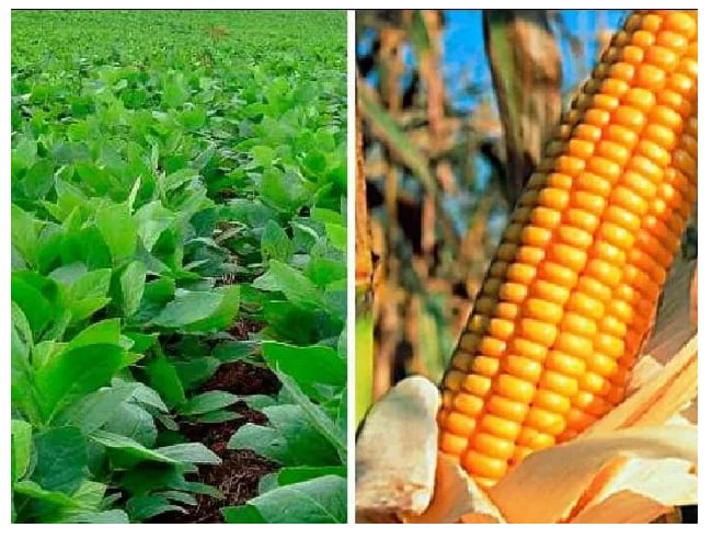 La decisión oficial, echaría por tierra con las expectativas de que los granos gruesos puedan volver a tributar las alícuotas que tenían antes de enero de 2025 (Revista Chacra)