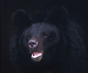 El 75% de los encuestados