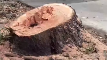 Tocón de pino piñonero mexicano recién cortado, con corteza oscura y superficie de corte clara mostrando anillos de crecimiento sobre tierra seca