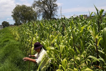 Una agricultora limpia plantas de