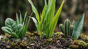 Planta de espinaca, brotes de maíz, cactus y agave en tierra con musgo. Algunas hojas presentan gotas de agua y pequeñas rocas