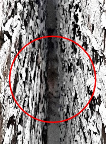 Así quedó atrapado el perrito