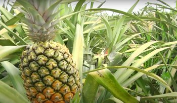 Las piñas de Paratebueno abastecen