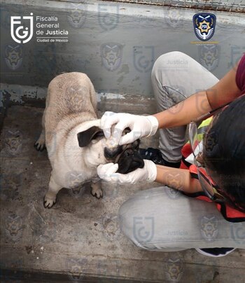 El perro no tenía signos