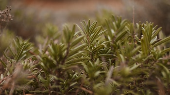 Los 3 errores que no puedes cometer para que no se seque tu planta de romero