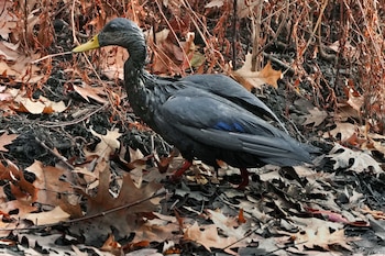 Patos y gansos son rescatados luego de derrame de petróleo en un río de Boston