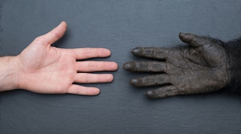 Una mano humana de color claro y una mano de primate africano oscura y peluda con los dedos extendidos, ambas apoyadas sobre una superficie oscura.