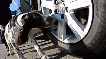 Por qué los perros orinan en los neumáticos de los autos y cómo evitarlo