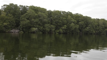 En Panamá reafirman que la conservación de los manglares de David es vital para la pesca en la provincia de Chiriquí