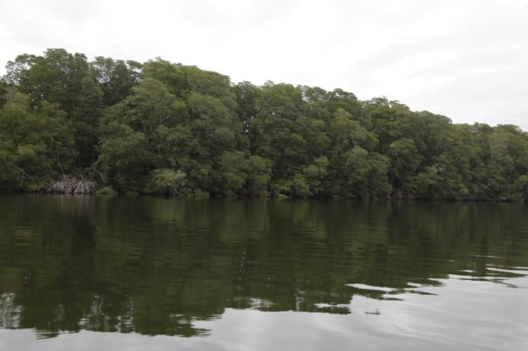El país posee cerca de 183,774 hectáreas de manglares distribuidas en ambas costas. (MiAmbiente)