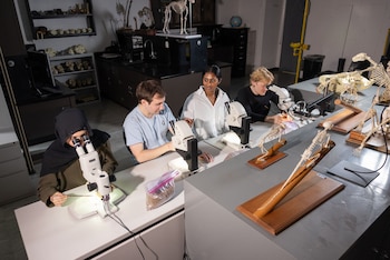 El hallazgo revela que los