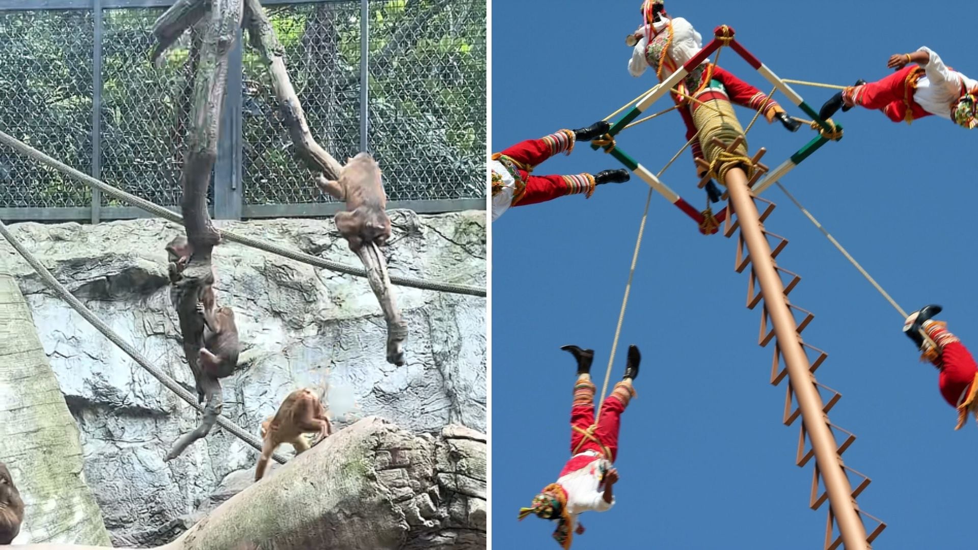 El comportamiento natural de los animales generó una inesperada comparación con una de las tradiciones más emblemáticas de México.