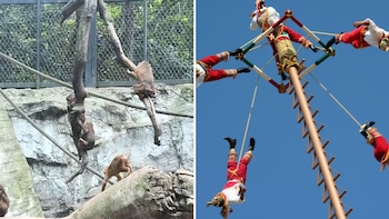 Monos del Zoológico de Chapultepec sorprenden al “imitar” a los Voladores de Papantla: video conquista las redes