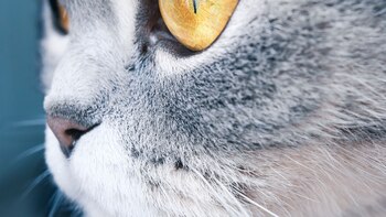 Los gatos parece que ven