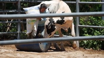 Casi medio millón de botellas de leche se perdieron diariamente en oriente de El Salvador debido a la sequía