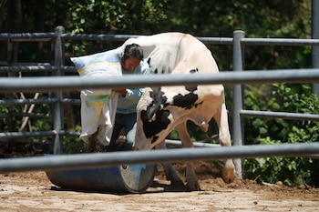 14 de abril de 2026. Hombre alimentando una vaca en la estación experimental de ciencias agronómicas de la Universidad de El Salvador en San Luis Talpa (El Salvador). (EFE/ Rodrigo Sura)