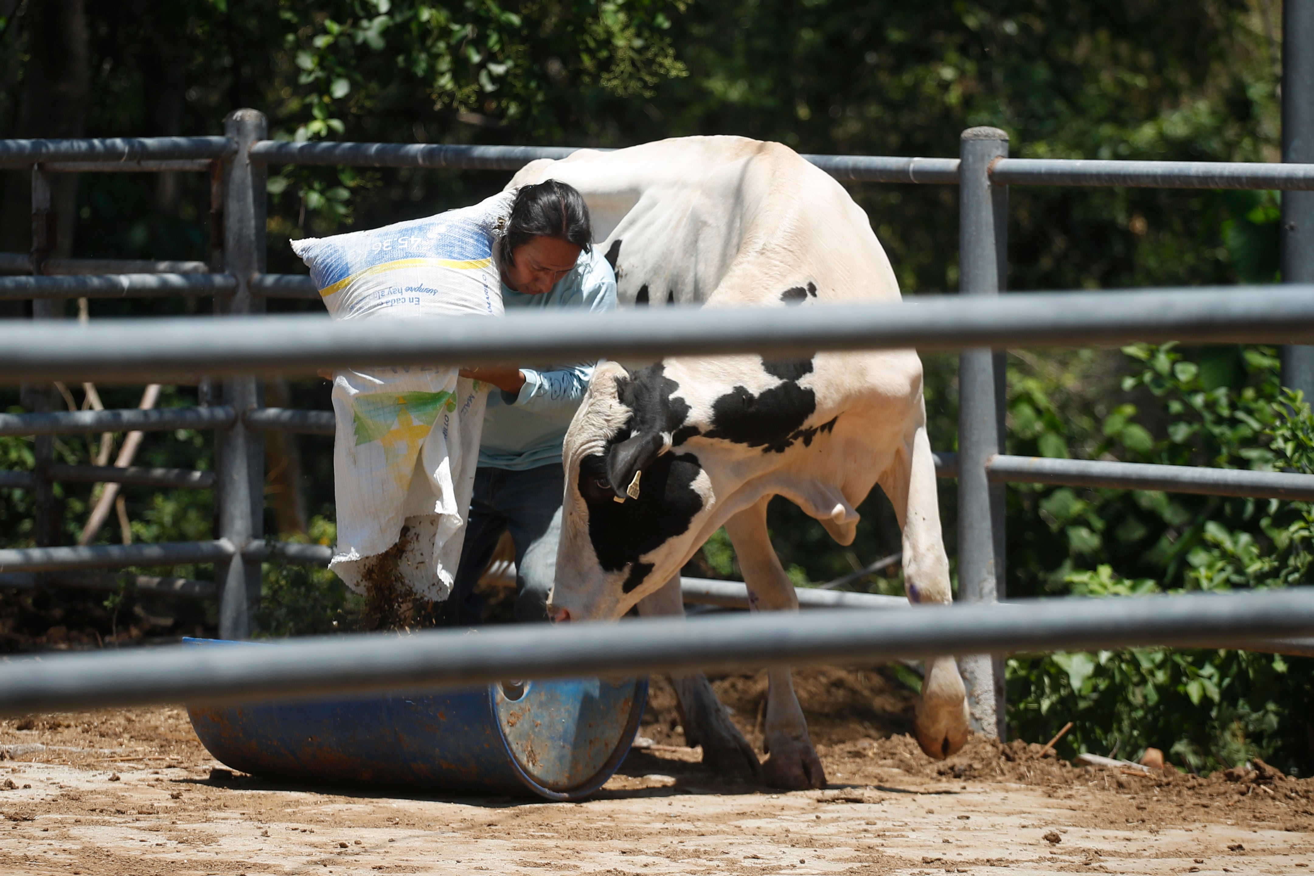 14 de abril de 2026. Hombre alimentando una vaca en la estación experimental de ciencias agronómicas de la Universidad de El Salvador en San Luis Talpa (El Salvador). (EFE/ Rodrigo Sura)