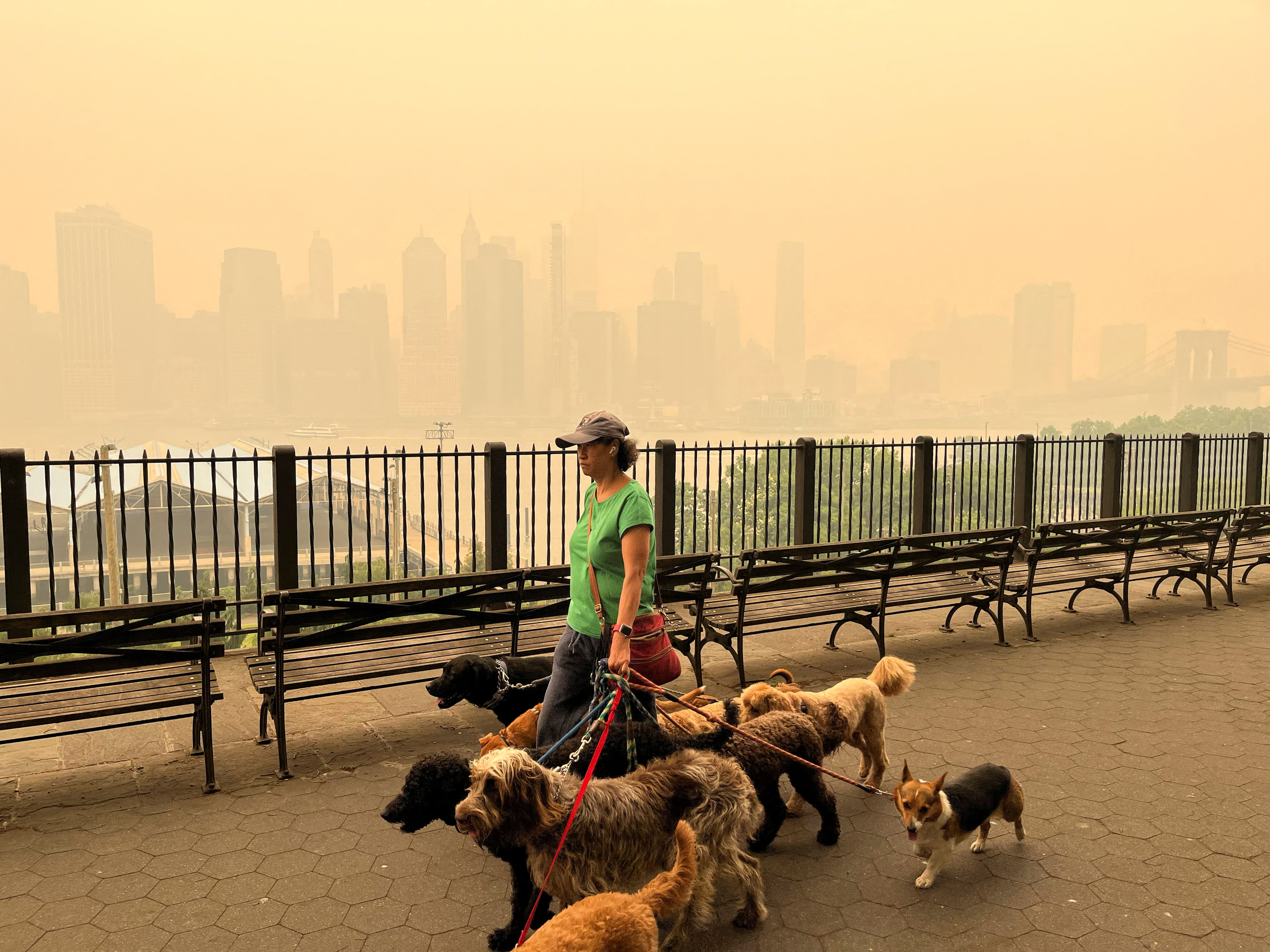 Los perros pueden experimentar síntomas respiratorios ante el humo, por lo que se aconseja limitar sus salidas y vigilar cualquier señal de malestar (REUTERS/Troy Dunkley)
