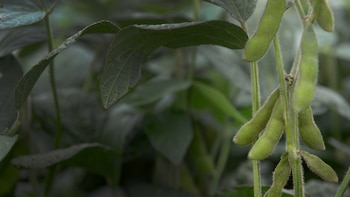 En la región pampeana, a