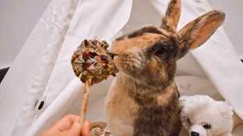 Sus anteriores dueños abandonaron a