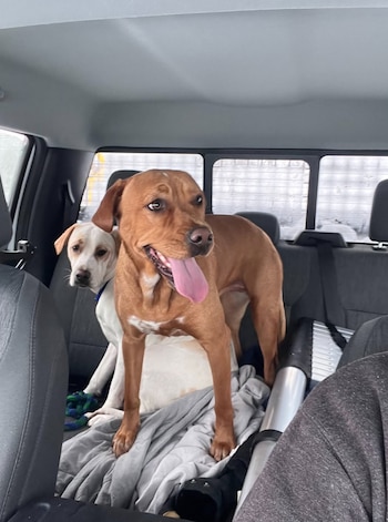 Dos perras fueron rescatadas en