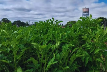 Las enfermedades virales afectan tanto la cantidad como la calidad de los tubérculos, con consecuencias directas en la producción
