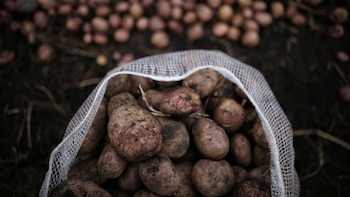 ¿Palta, papa o café? Este