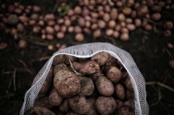 La lista oficial de cultivos