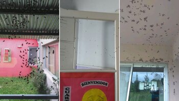 El drama de Bavio, un