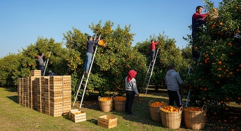 Seis hombres en un huerto de naranjos recolectan fruta con escaleras. Hay canastos, cajas de madera apiladas llenas de naranjas y cielo azul despejado.