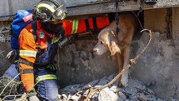 Canela fue rescatada por equipos