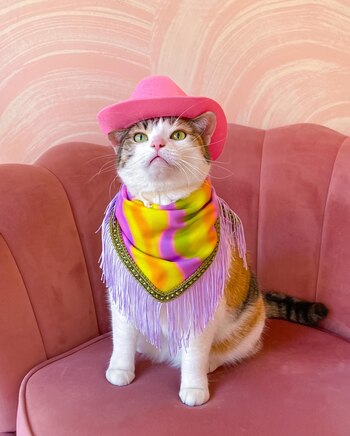 A Pony le gusta posar