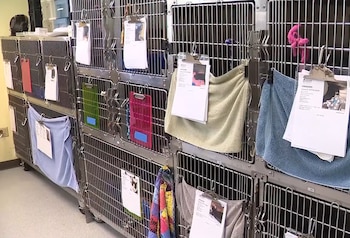 Jaulas metálicas apiladas con documentos pegados, toallas cubriendo algunas, y el interior de jaulas en un centro de cuidado animal